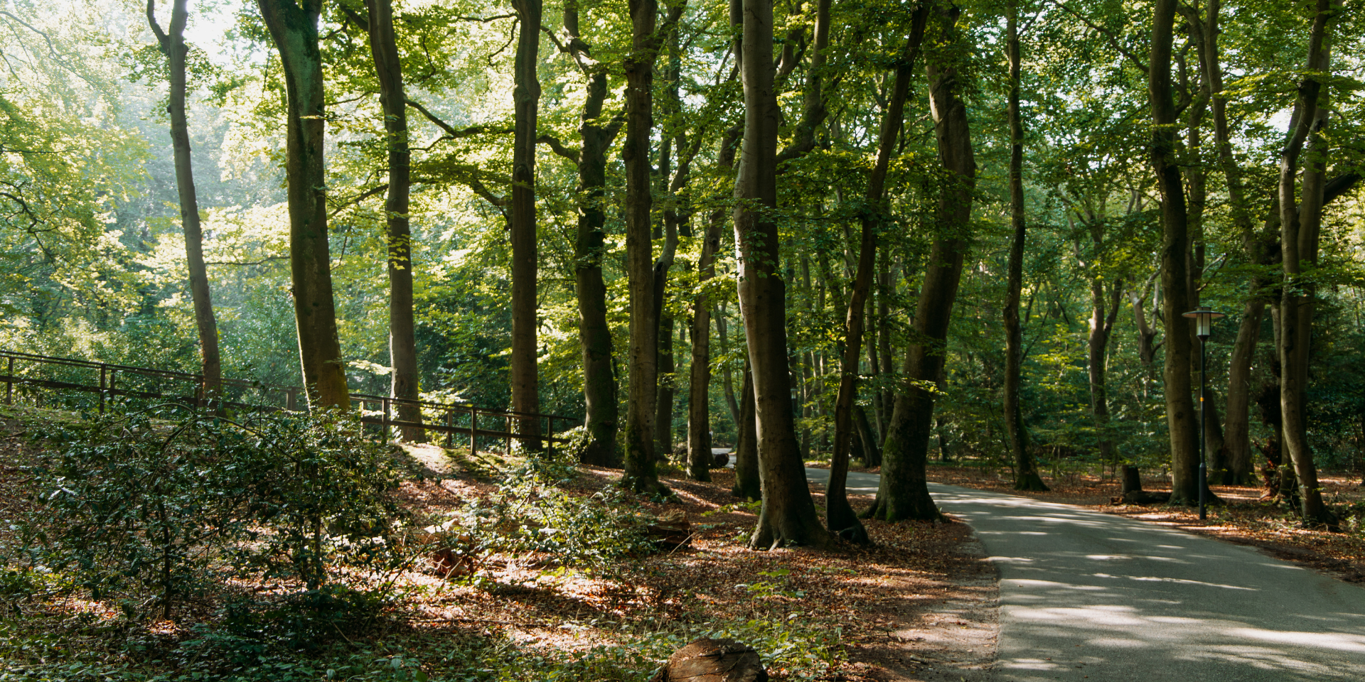 Een kronkelend, geasfalteerd pad door een groen bos met hoge, slanke bomen. Het zonlicht filtert door de bladeren. Links van het pad loopt een houten hek langs een lichte helling, omringd door struiken en bladeren.
